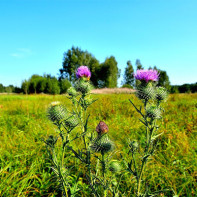 Fotoğraf milk thistle 4