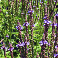 Nuotrauka verbena 4