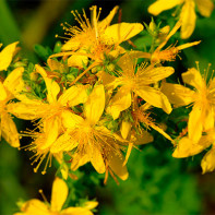 Hypericum photo 2