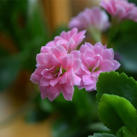 Photo Kalanchoe 4