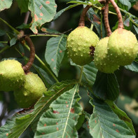 Foto de castanha da Índia 3