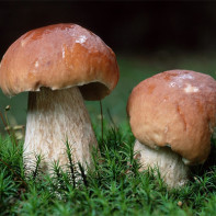 How to distinguish a false white mushroom from a real one