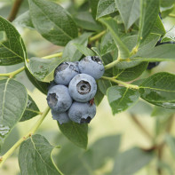 Photo blueberries 4