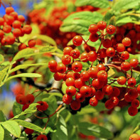 Bilde av rød rowan 2