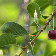 Photo of cherry leaf 4