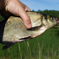 Bream foto 2