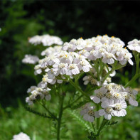 Yarrow Photo