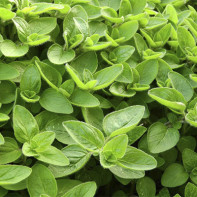 Foto marjoram