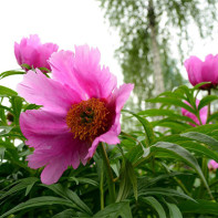 Foto peony mengelak 2