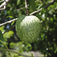 Foto di guanabana fruit 2