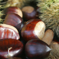 Photo de châtaigne comestible 5