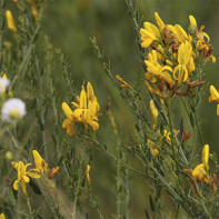 Foto pewarna gorse 4