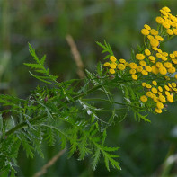 Valkoinen tansy