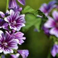 Photo de la forêt de mauve