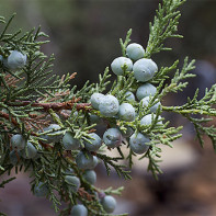 Juniper foto 4