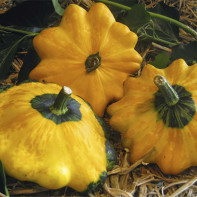 Fotoğraf squash 2