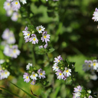 Fotó a eyebright-ból