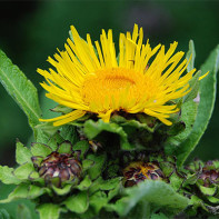 Foto elecampane 5