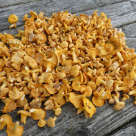 Photo mushrooms chanterelles 3