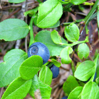 Foto daun blueberry 2