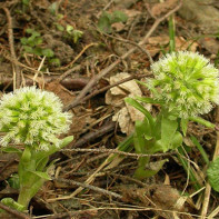 Foto de butterbur 2