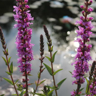 Photo of loosestrife loosestrife 3