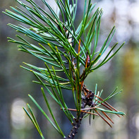 Photo pine needles 3