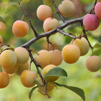 Foto de cereza ciruela 2