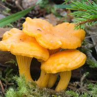 Foto cogumelos chanterelles 2