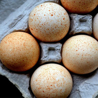 Photo of turkey eggs