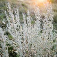 Photo of wormwood