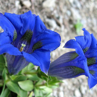 Foto Gentian 3