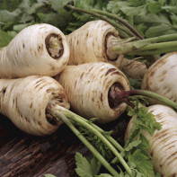 Parsnip root photo