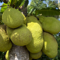 Jackfruit-valokuva 3