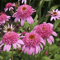 Echinacea fotó 2