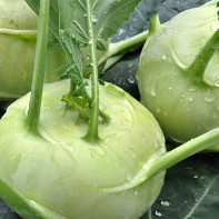 Foto von Kohlrabi Kohl