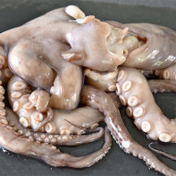 Foto octopus 6