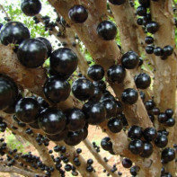 Jaboticaba Foto 5