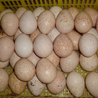 Foto telur ayam belanda 3