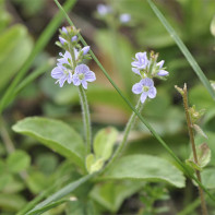 Foto Veronica officinalis 3