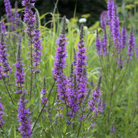 Foto de loosestrife loosestrife