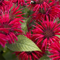 Φωτογραφία monarda 2