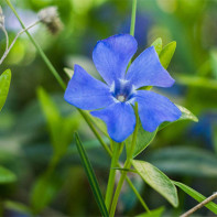 Photo of periwinkle 3