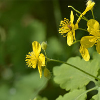 Ảnh celandine 2