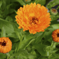 Calendula foto 4