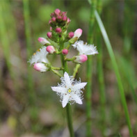 Photo of a three-leaf watch 4