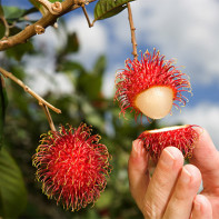 Fotó rambutan 5