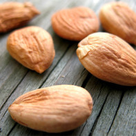 Photo apricot kernels