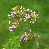 Foto af oregano