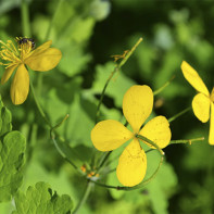 Nuotrauka celandine